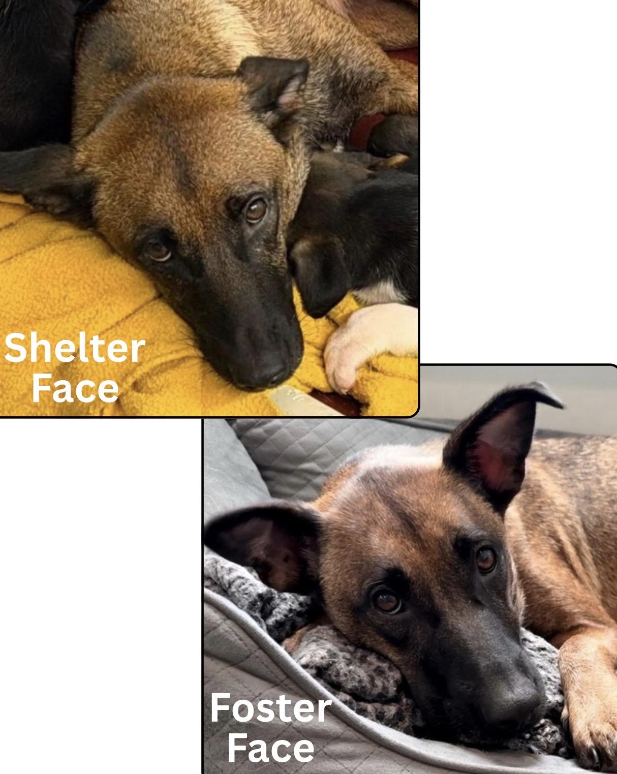 Enlarge Kalina, a Adoptable Belgian Shepherd / Malinois in Conway, SC image 3/4