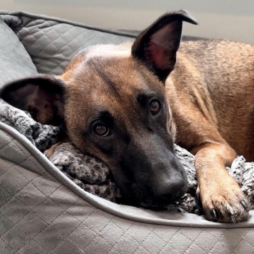 Enlarge Kalina, a Adoptable Belgian Shepherd / Malinois in Conway, SC image 1/4