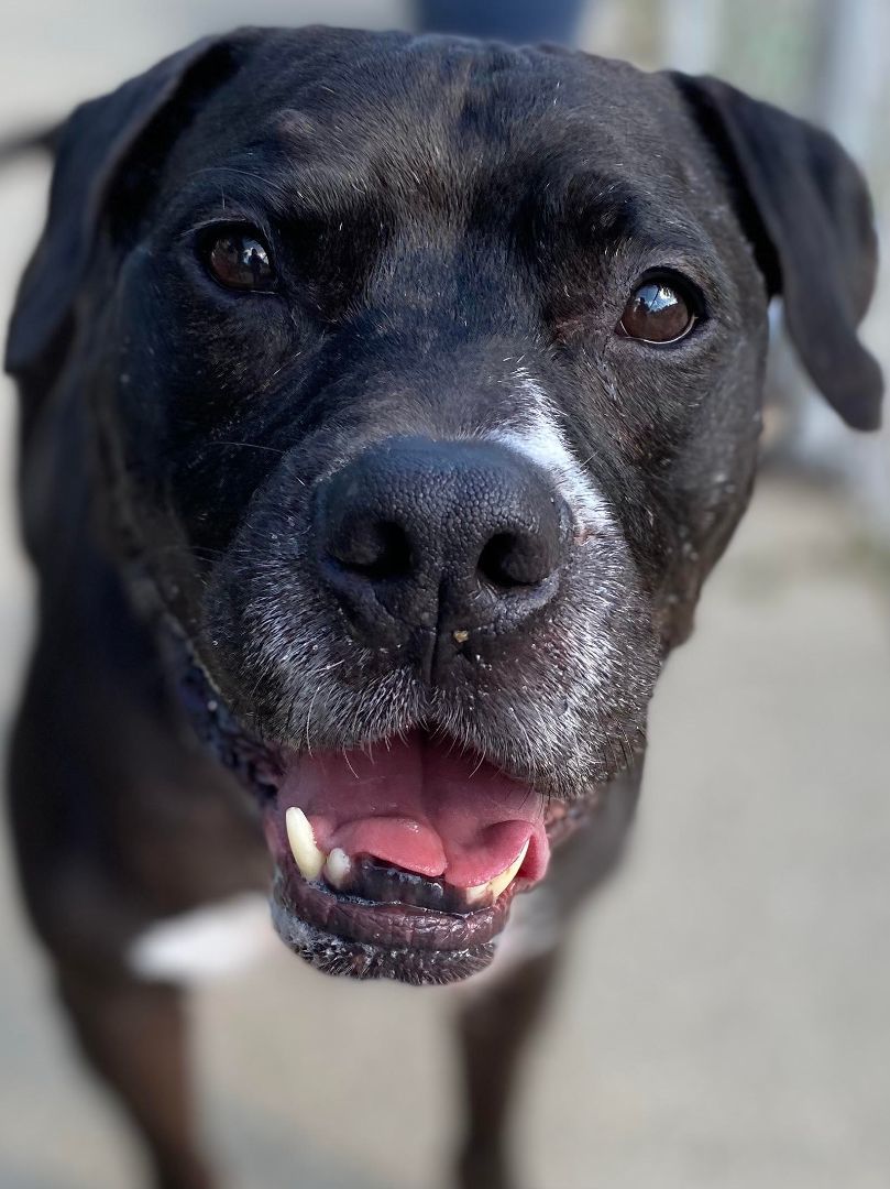 Enlarge Junior, a Adoptable mixed breed in Northville, MI image 2/6