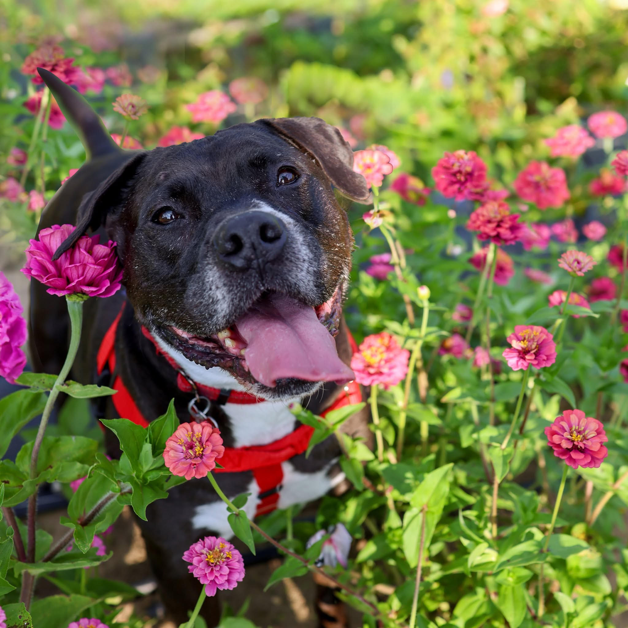 Junior, Adoptable, Senior Male American Bully & Boxer.