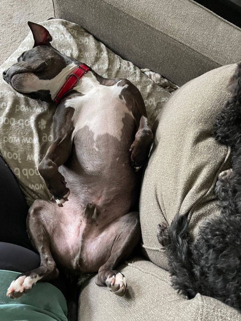 Enlarge Junior, a Adoptable mixed breed in Northville, MI image 5/6