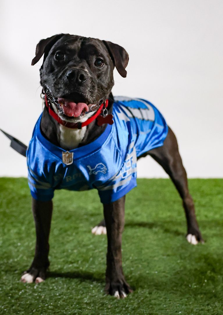 Enlarge Junior, a Adoptable mixed breed in Northville, MI image 4/6