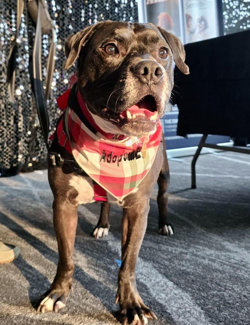 Enlarge Junior, a Adoptable mixed breed in Northville, MI image 3/6