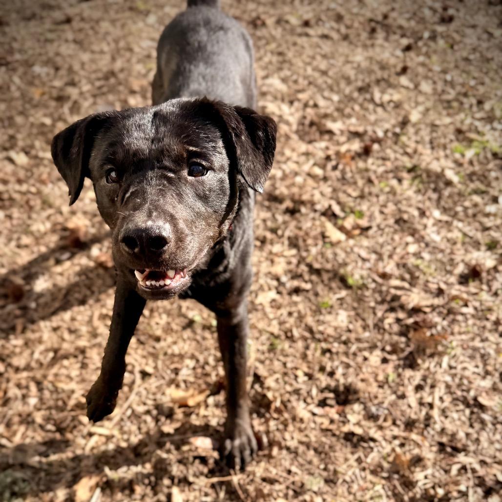 Tony, a Adoptable Mixed Breed in Tupelo, MS image 3/6
