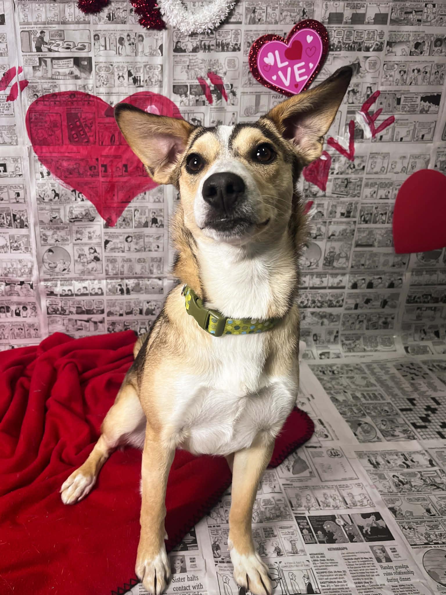 Wanda, ADOPTABLE, Puppy Female Australian Kelpie & Whippet.