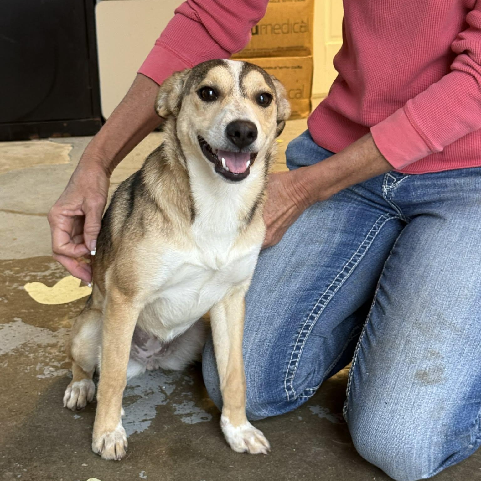 Enlarge Wanda, a ADOPTABLE mixed breed in Martinsville, IN image 3/4
