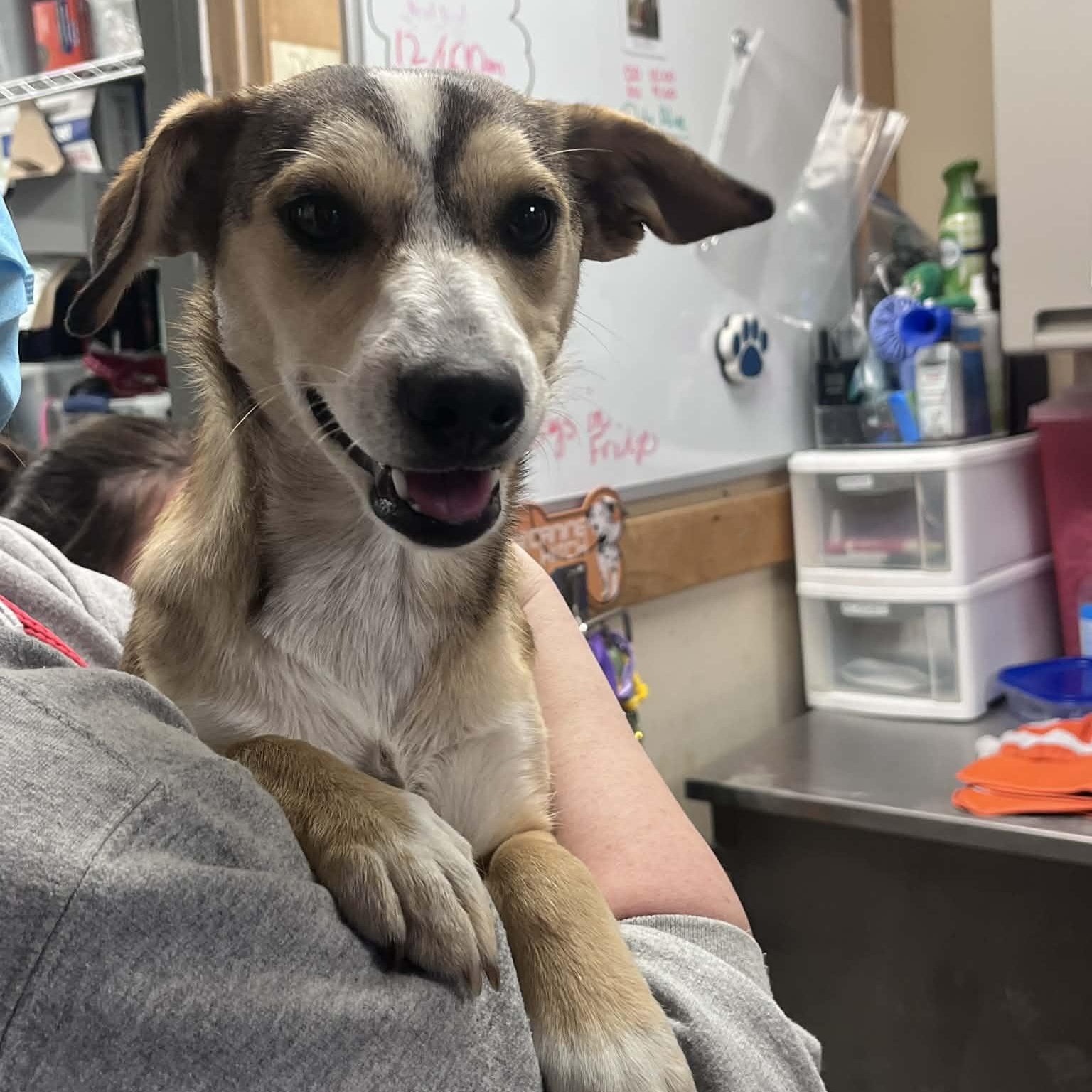 Enlarge Wanda, a ADOPTABLE mixed breed in Martinsville, IN image 4/4