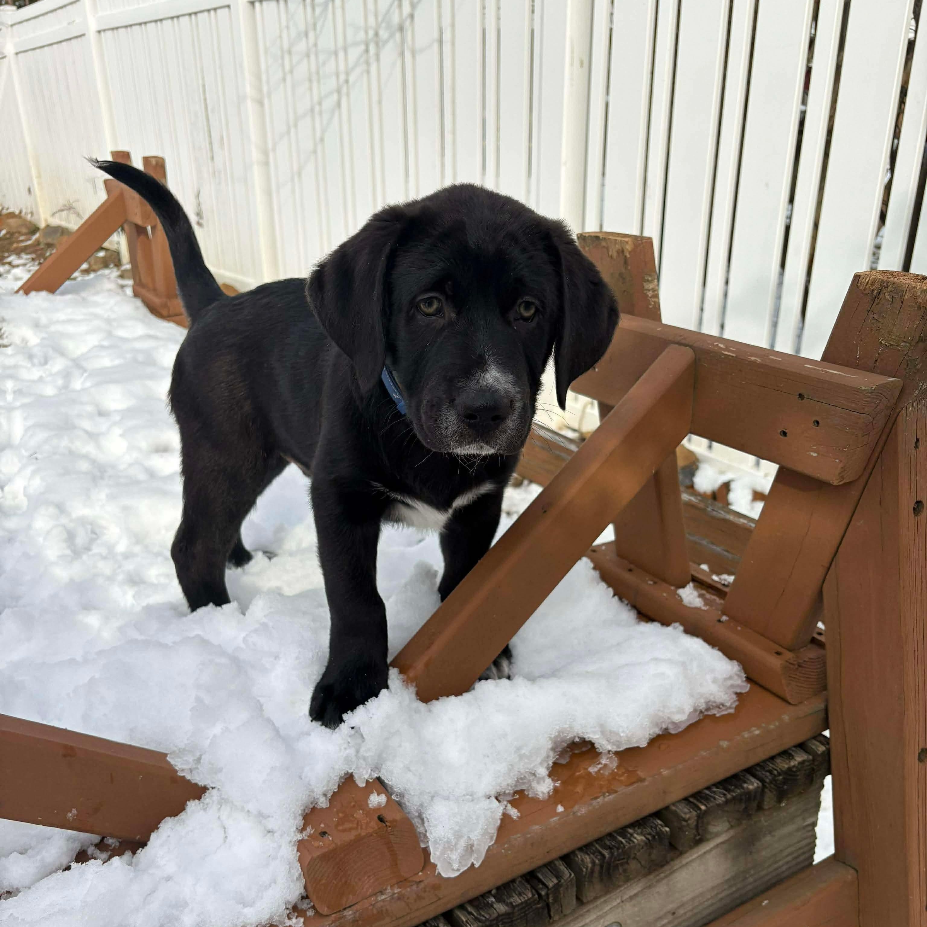 Enlarge Otis, a ADOPTABLE Labrador Retriever in Hatfield, PA image 3/4