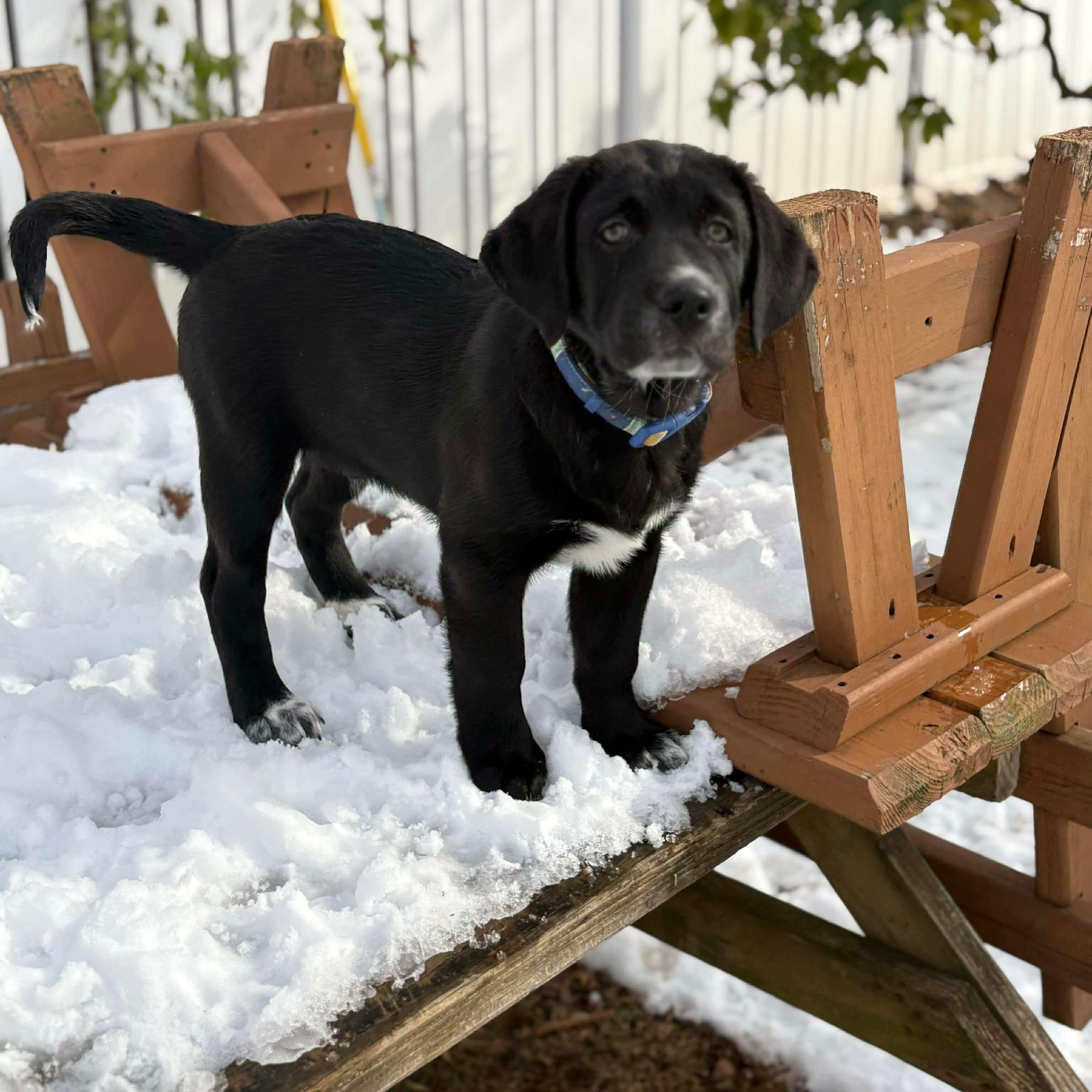 Enlarge Otis, a ADOPTABLE Labrador Retriever in Hatfield, PA image 2/4