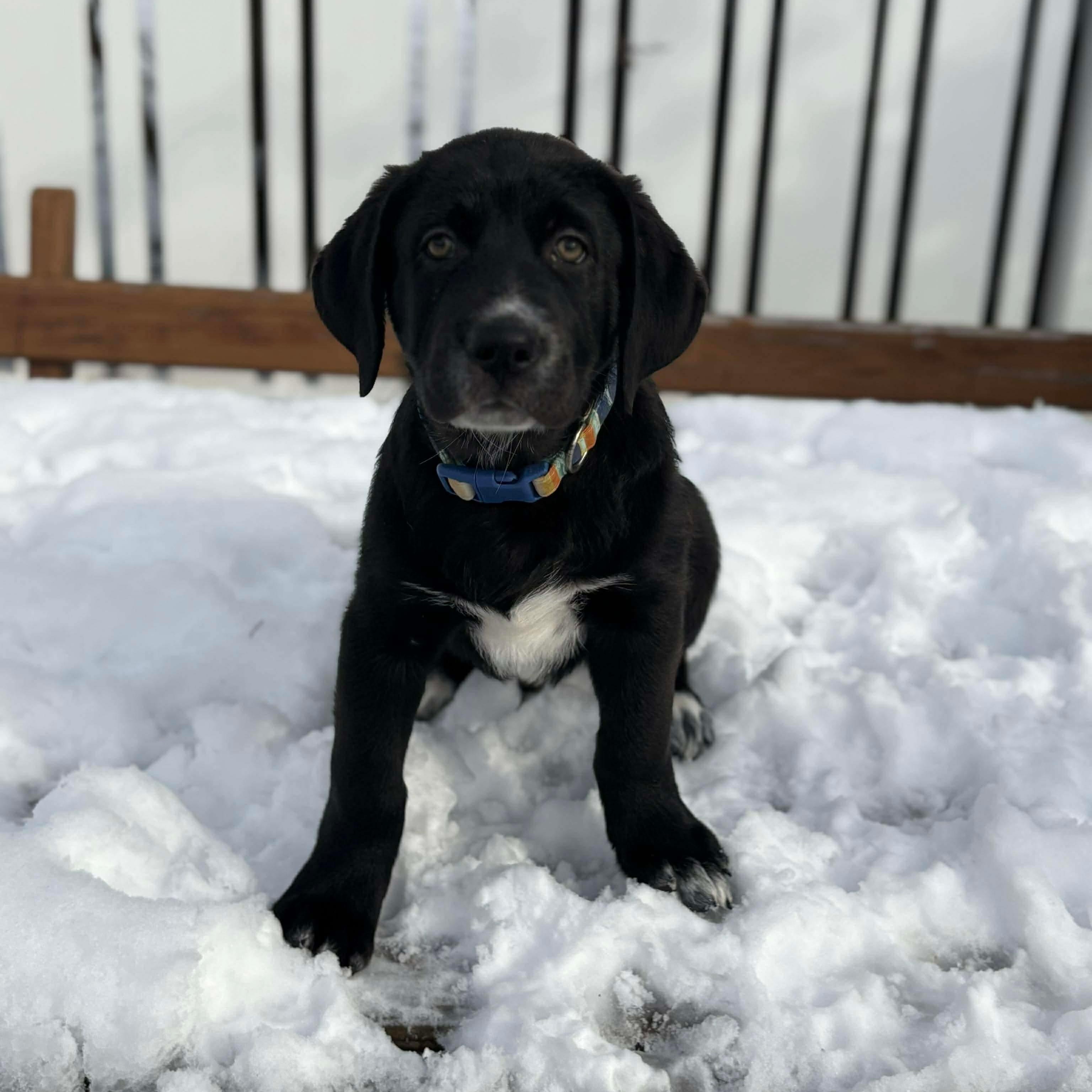 Enlarge Otis, a ADOPTABLE Labrador Retriever in Hatfield, PA image 1/4