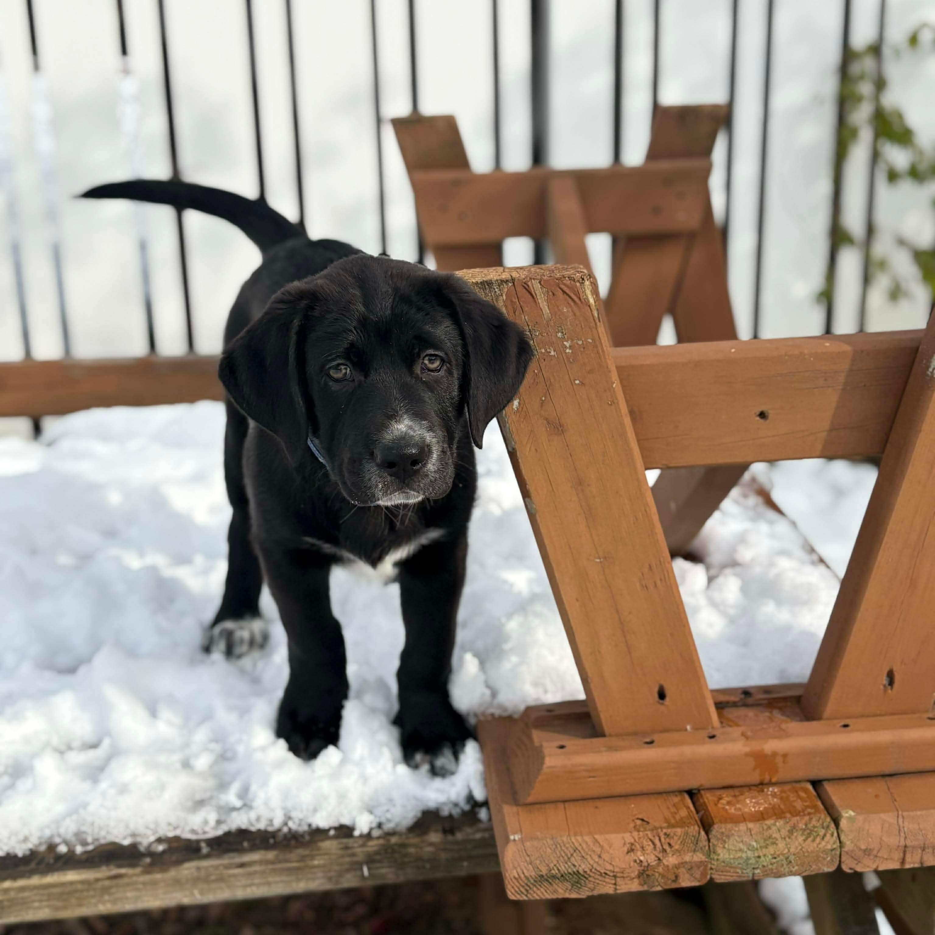 Enlarge Otis, a ADOPTABLE Labrador Retriever in Hatfield, PA image 4/4