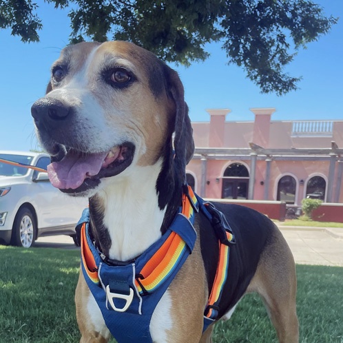 Enlarge Todd, a Adoptable Treeing Walker Coonhound in Oklahoma City, OK image 5/6