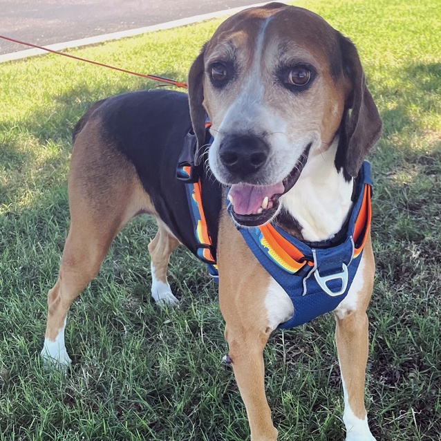 Enlarge Todd, a Adoptable Treeing Walker Coonhound in Oklahoma City, OK image 1/6