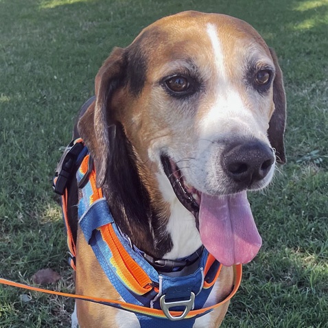 Enlarge Todd, a Adoptable Treeing Walker Coonhound in Oklahoma City, OK image 6/6