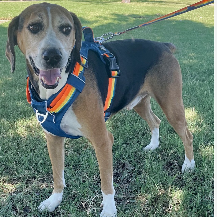 Enlarge Todd, a Adoptable Treeing Walker Coonhound in Oklahoma City, OK image 3/6