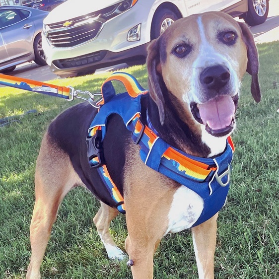 Enlarge Todd, a Adoptable Treeing Walker Coonhound in Oklahoma City, OK image 2/6