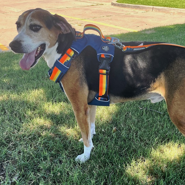 Enlarge Todd, a Adoptable Treeing Walker Coonhound in Oklahoma City, OK image 4/6