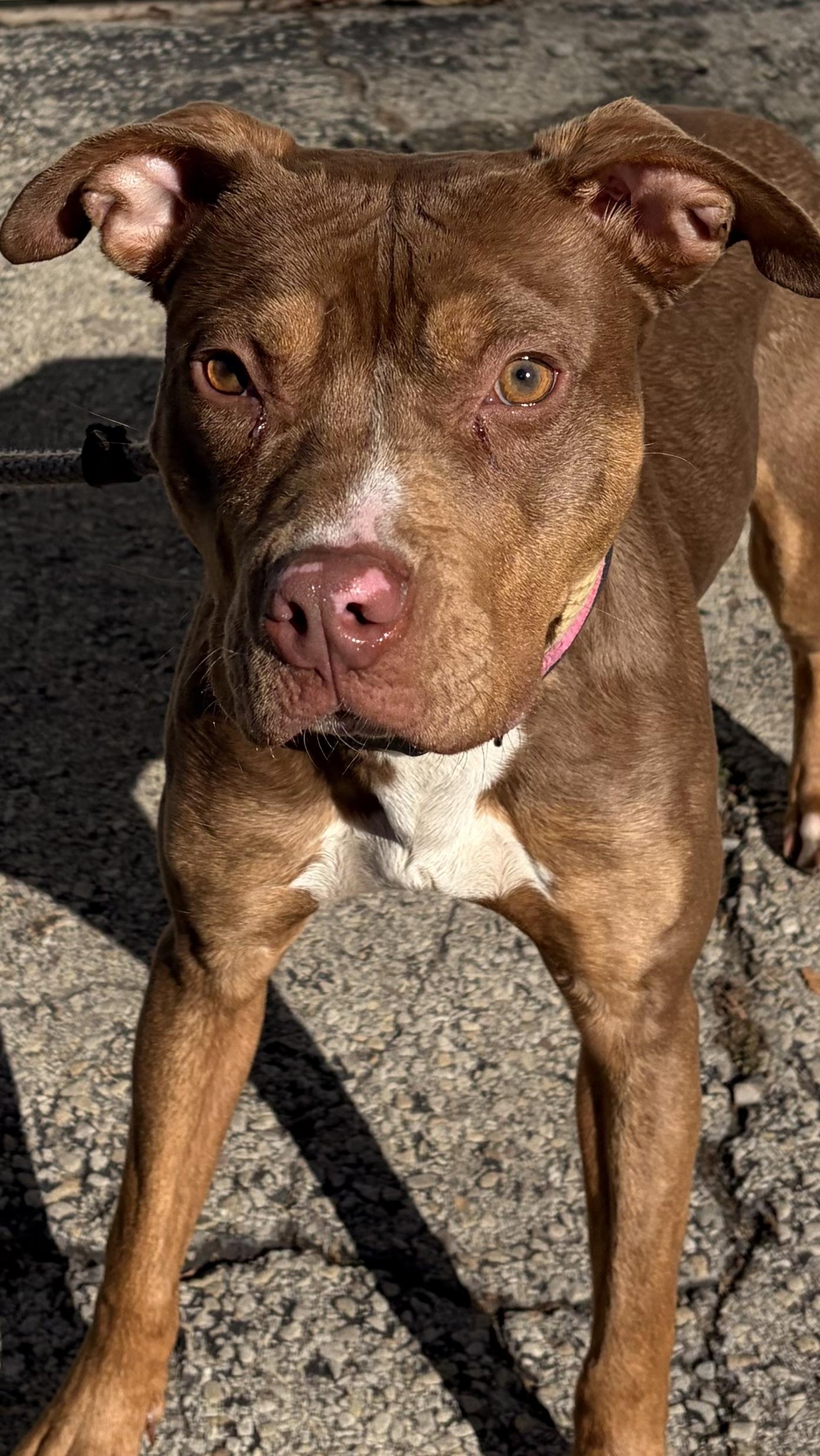 Enlarge Audrey, a Adoptable Mixed Breed in McKeesport, PA image 1/5
