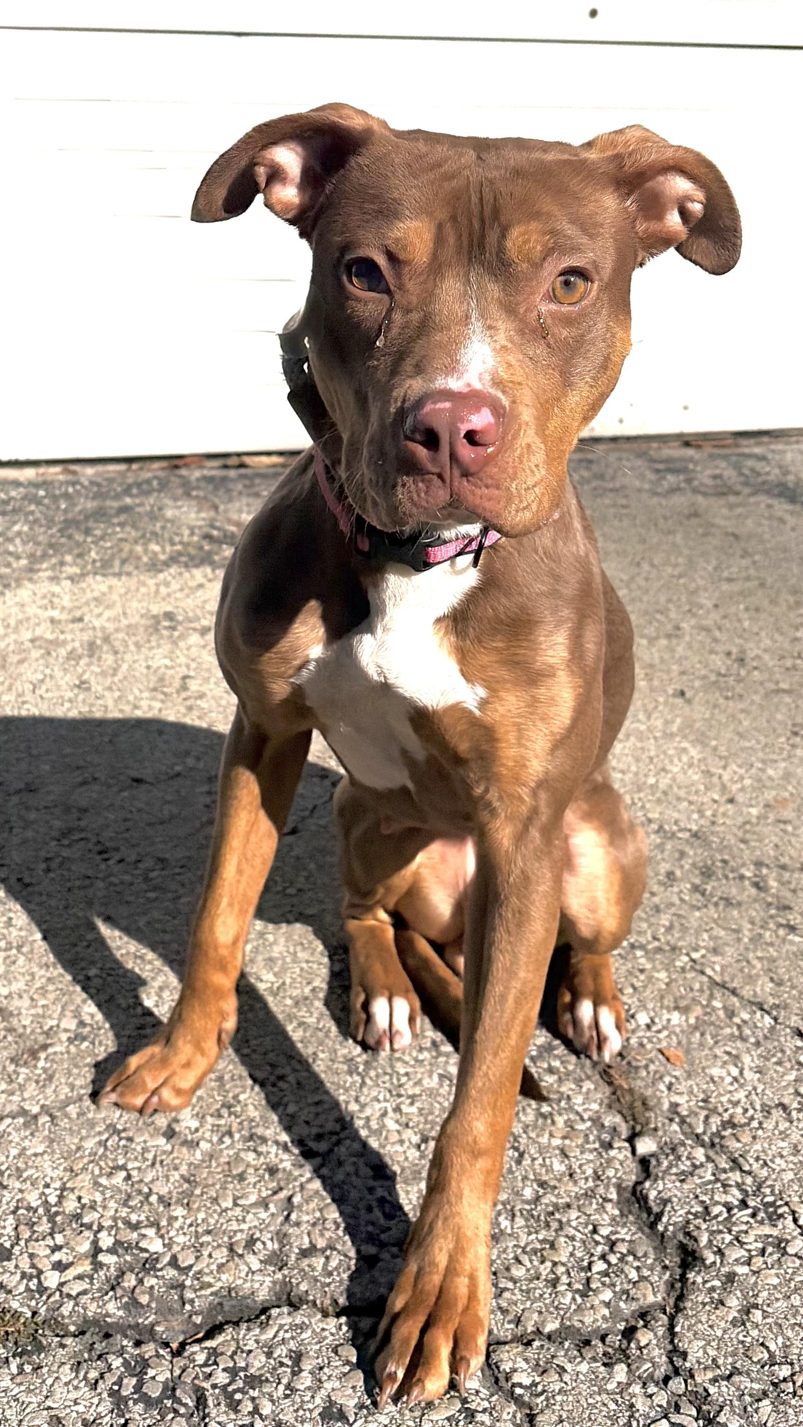 Enlarge Audrey, a Adoptable Mixed Breed in McKeesport, PA image 5/5