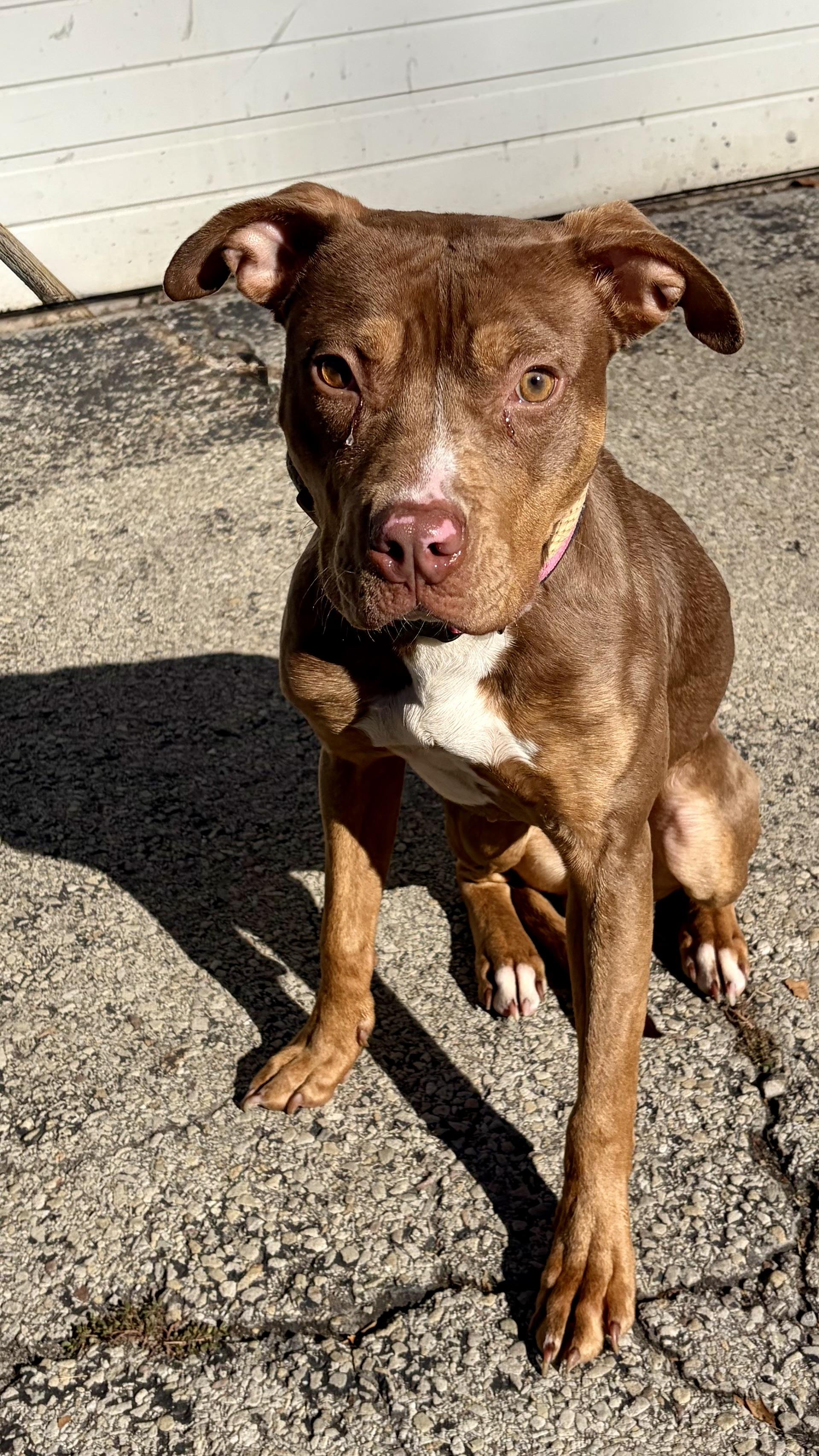 Enlarge Audrey, a Adoptable Mixed Breed in McKeesport, PA image 4/5