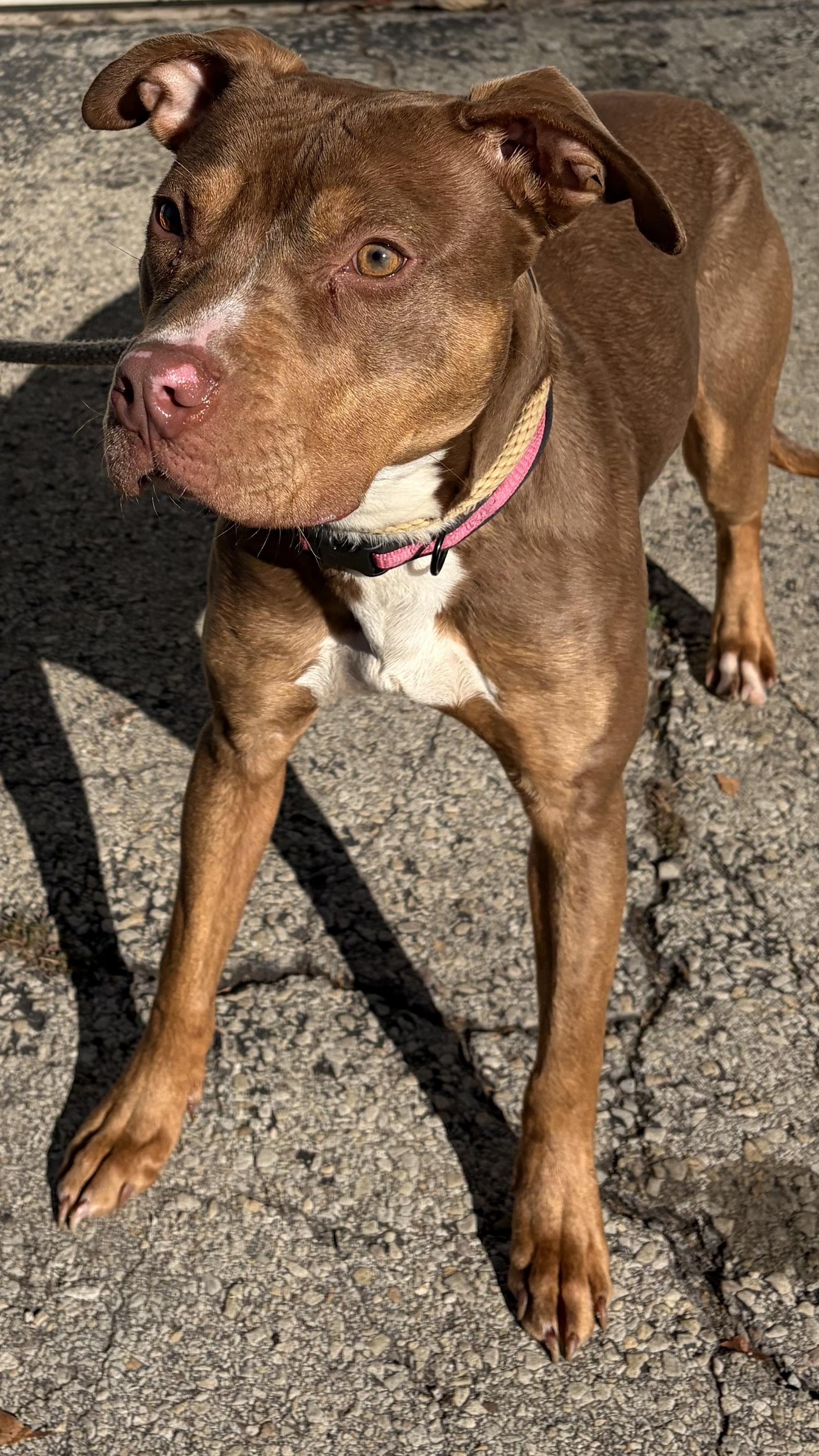 Enlarge Audrey, a Adoptable Mixed Breed in McKeesport, PA image 2/5