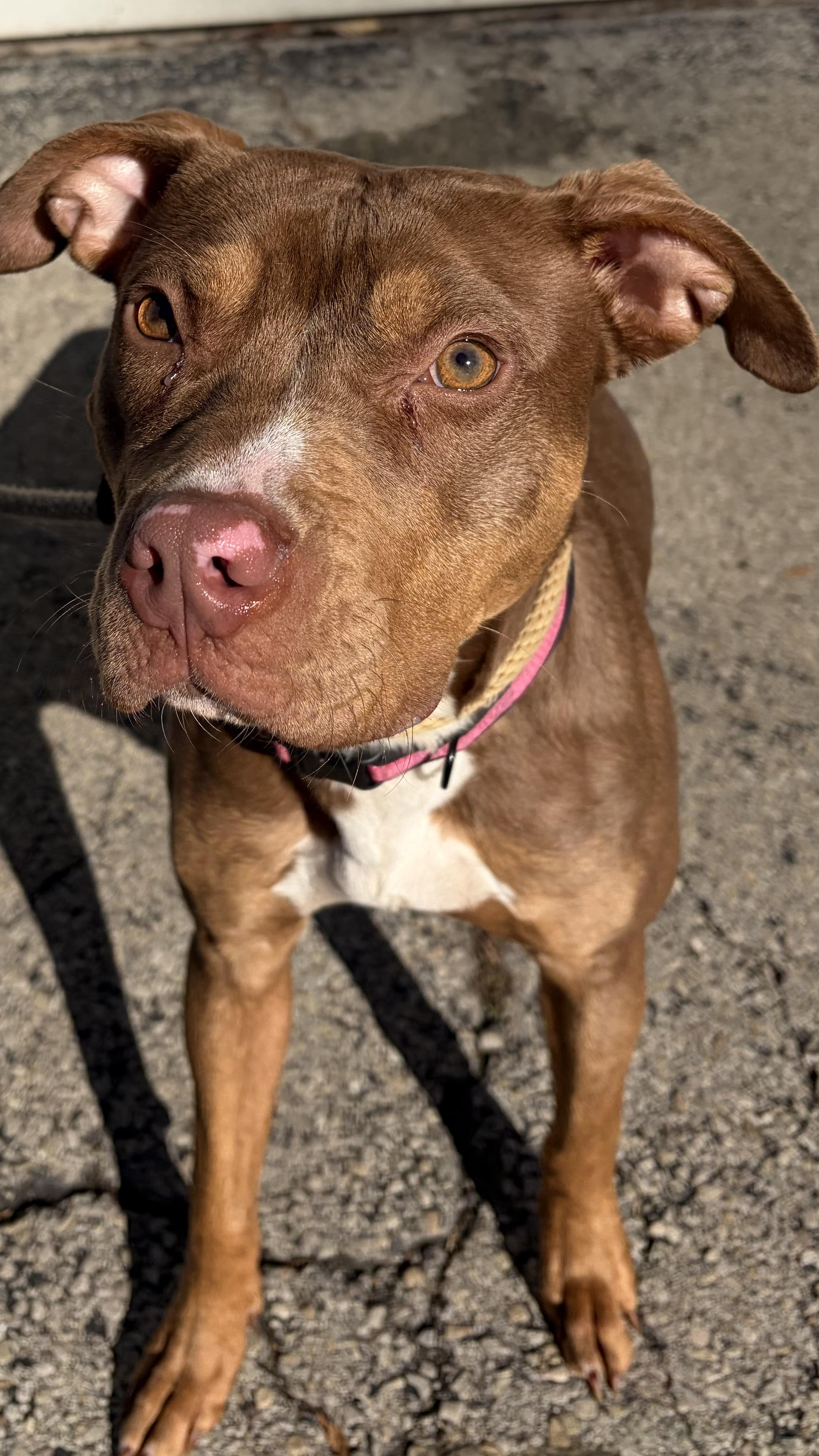 Enlarge Audrey, a Adoptable Mixed Breed in McKeesport, PA image 3/5