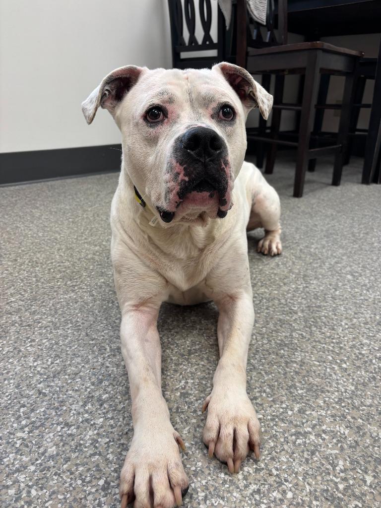 Enlarge Rubble, a Adoptable mixed breed in Findlay, OH image 1/6