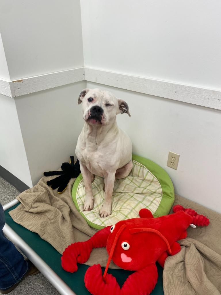 Enlarge Rubble, a Adoptable mixed breed in Findlay, OH image 3/6