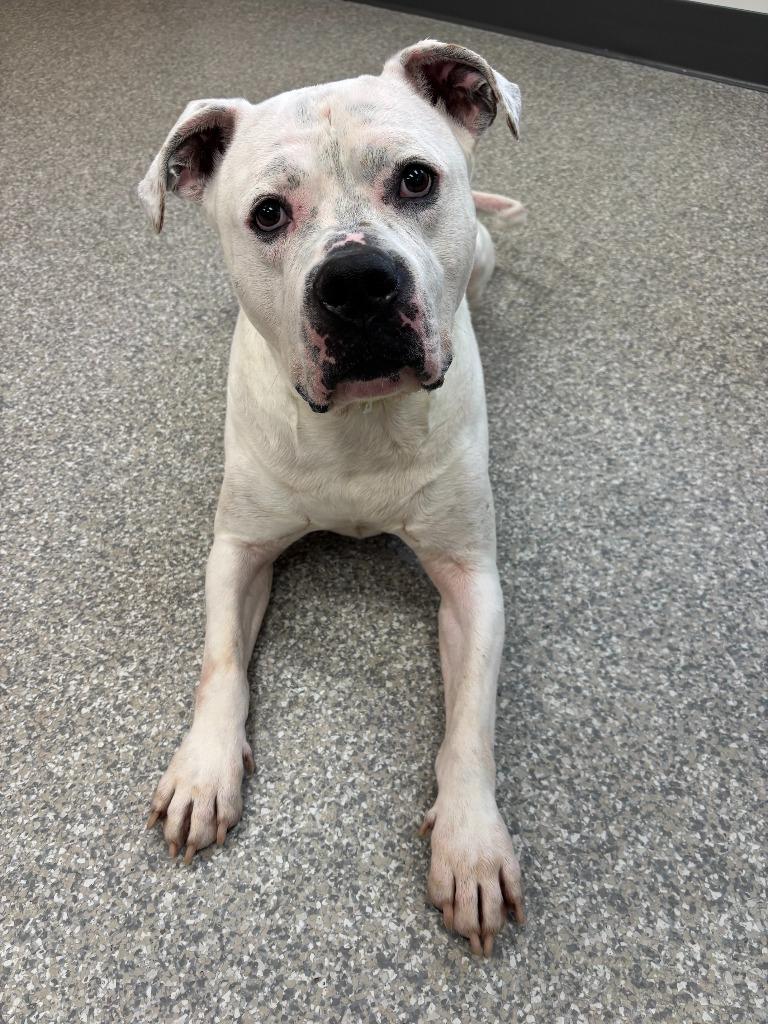 Enlarge Rubble, a Adoptable mixed breed in Findlay, OH image 4/6