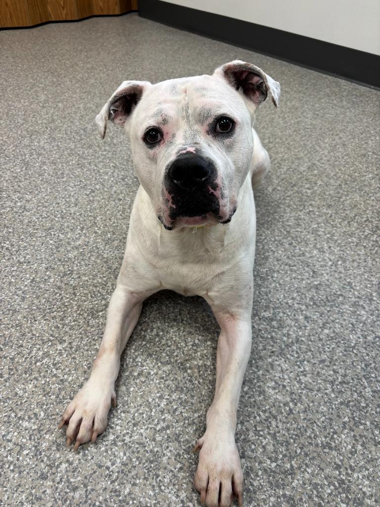 Enlarge Rubble, a Adoptable mixed breed in Findlay, OH image 5/6