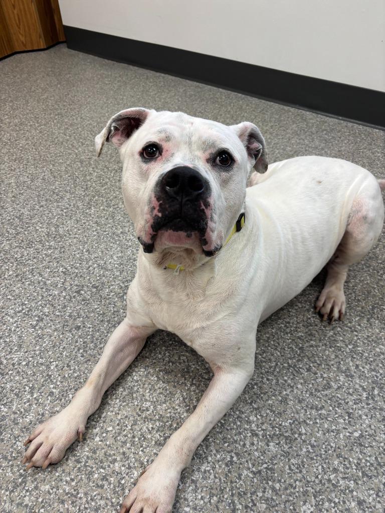 Enlarge Rubble, a Adoptable mixed breed in Findlay, OH image 6/6