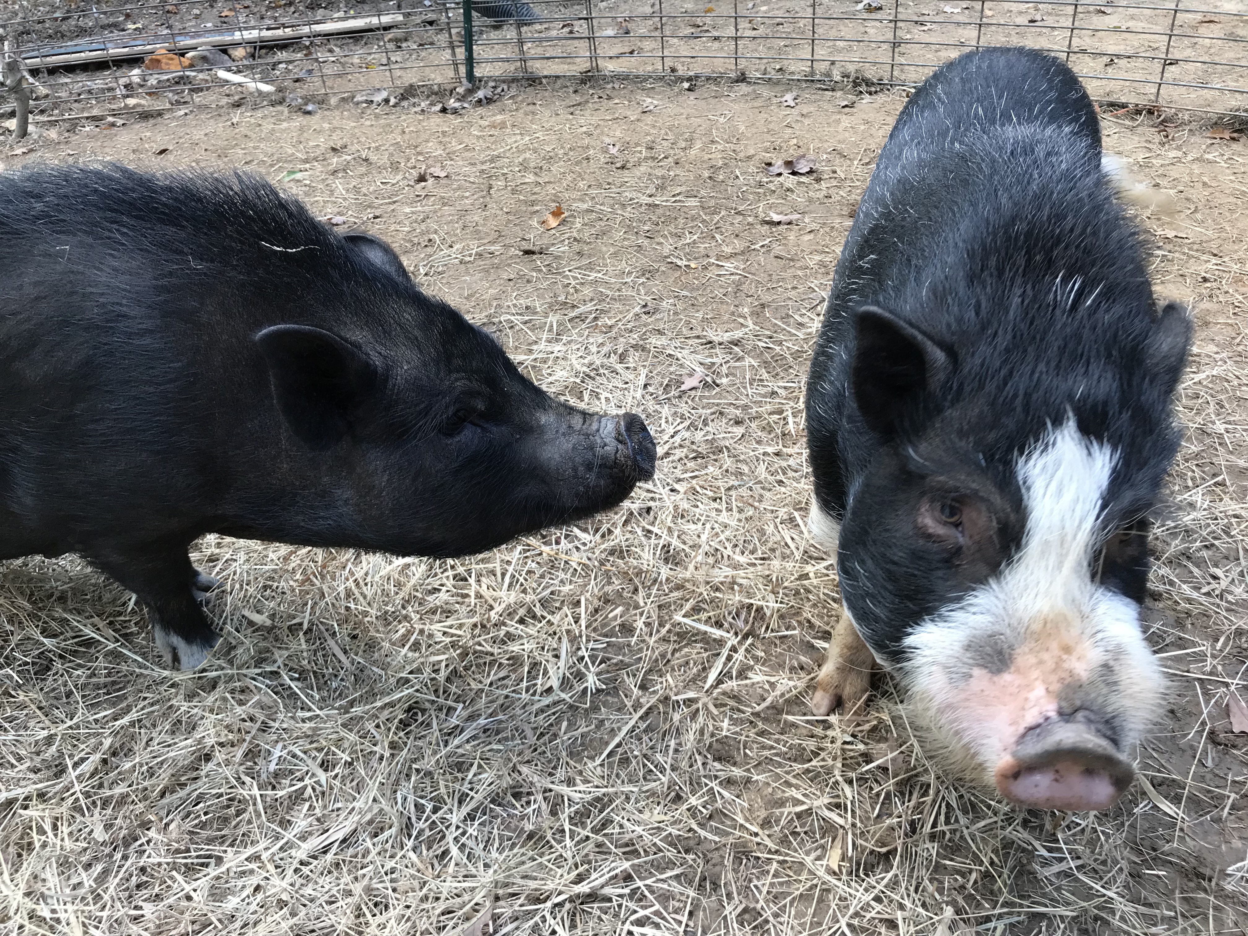 Enlarge Betty, a Adoptable Pot Bellied in Durham, NC image 1/6