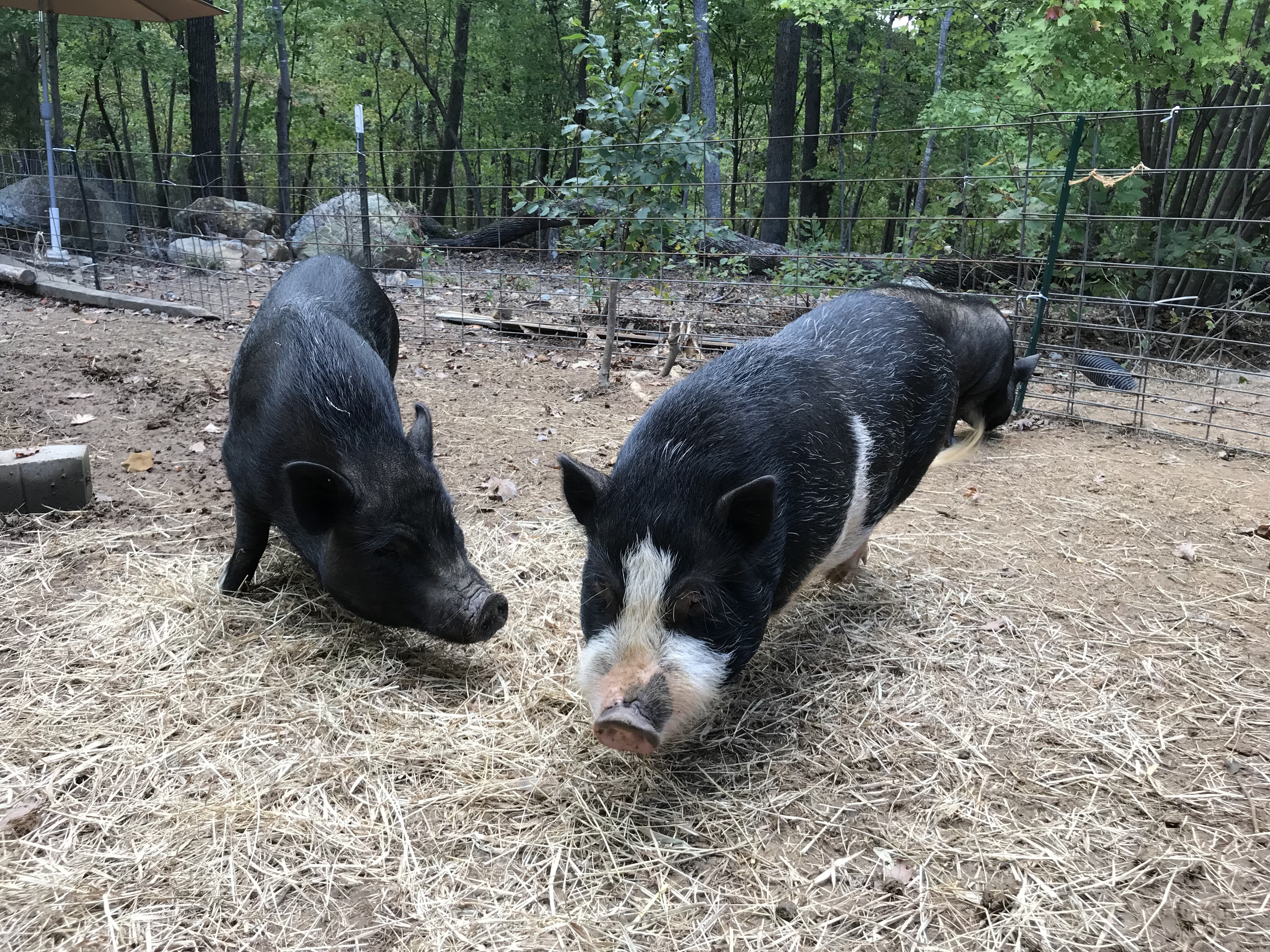 Enlarge Betty, a Adoptable Pot Bellied in Durham, NC image 2/6