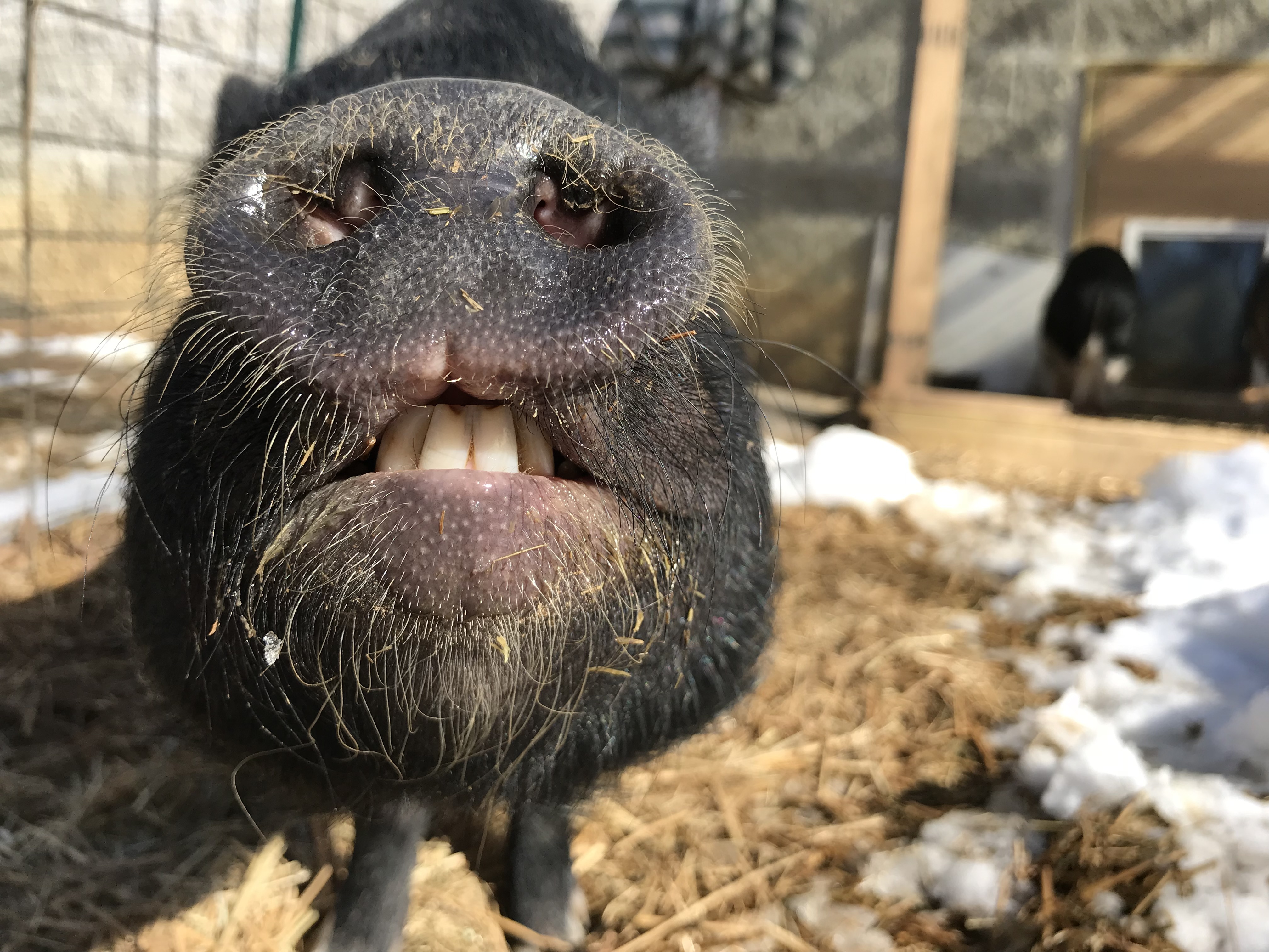 Enlarge Betty, a Adoptable Pot Bellied in Durham, NC image 3/6