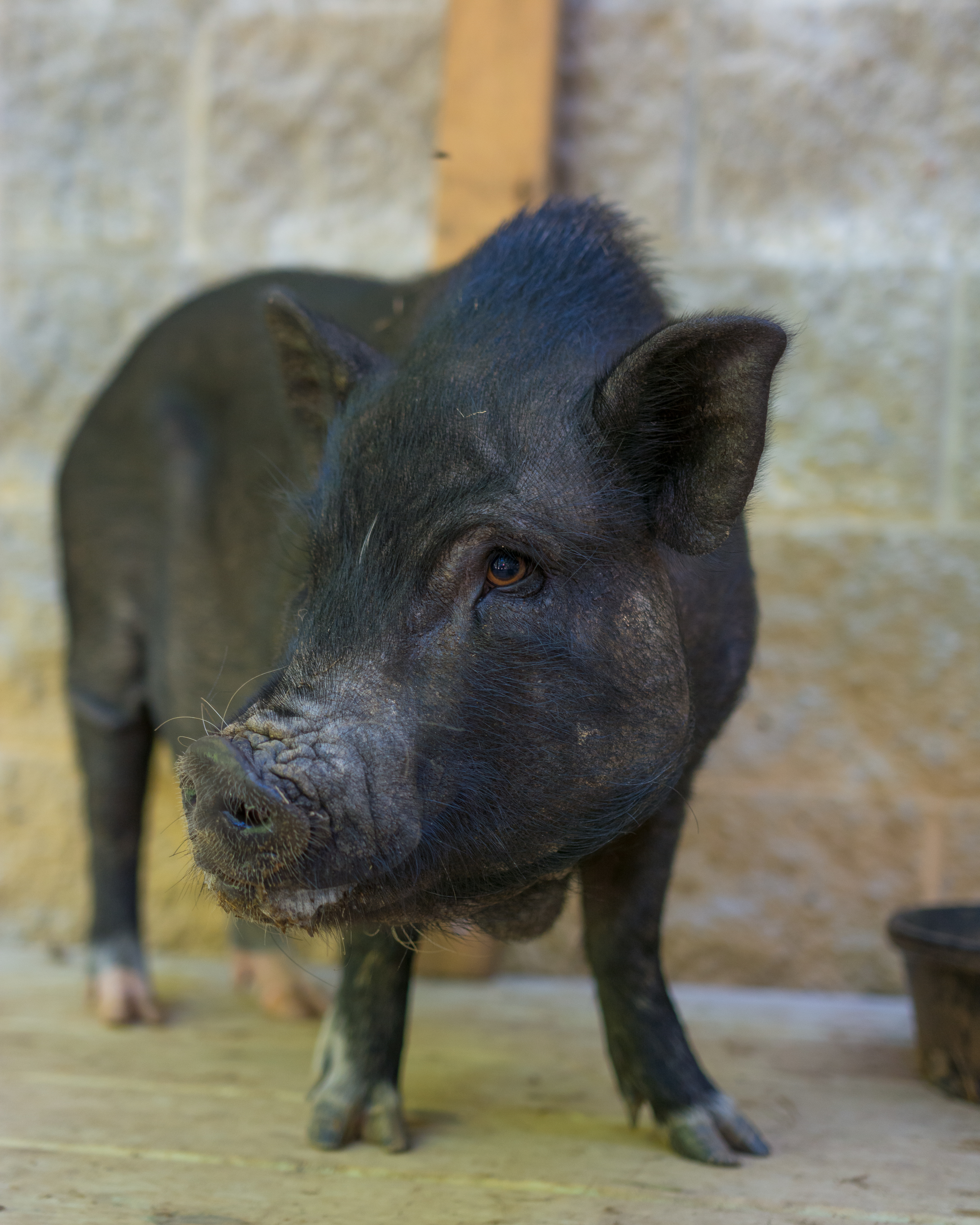 Enlarge Betty, a Adoptable Pot Bellied in Durham, NC image 4/6