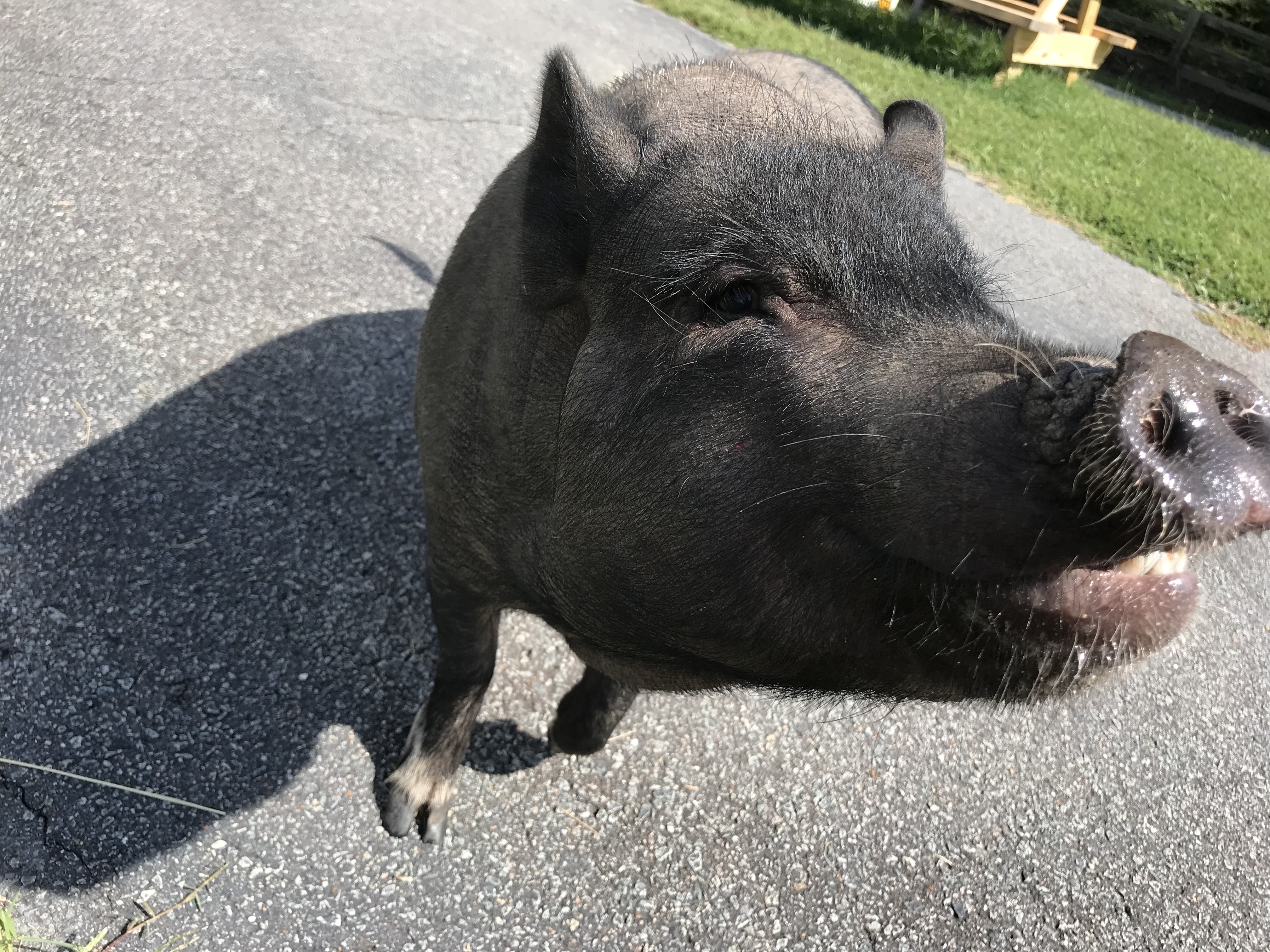 Enlarge Betty, a Adoptable Pot Bellied in Durham, NC image 5/6