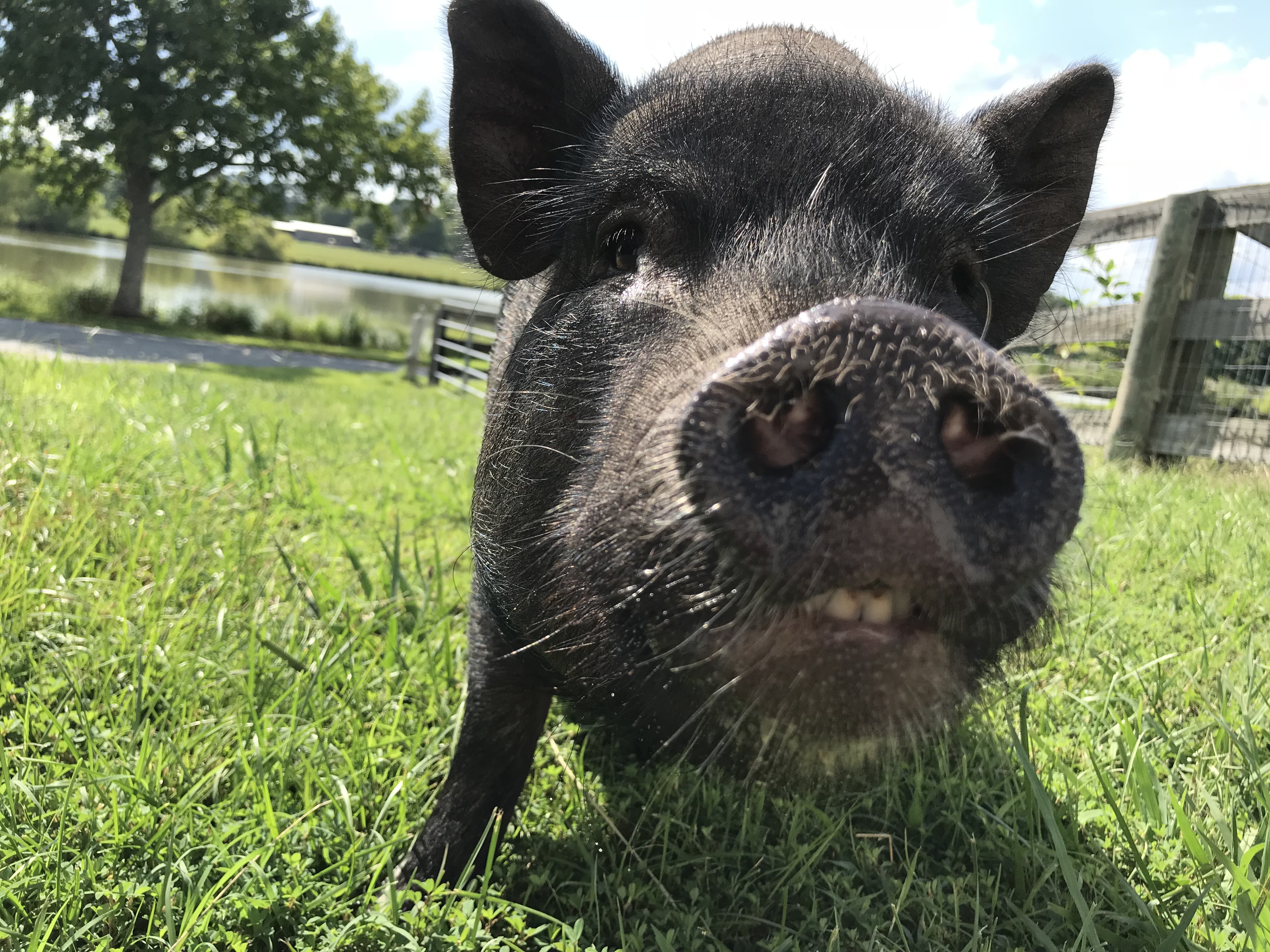 Enlarge Betty, a Adoptable Pot Bellied in Durham, NC image 6/6