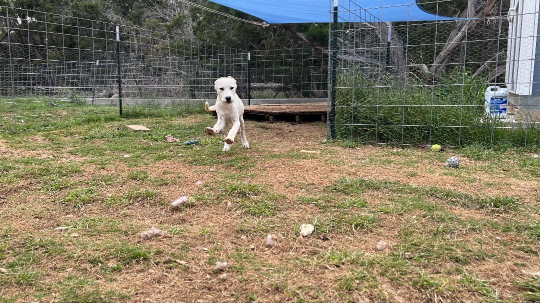 Lady, Adopted, Young Female Great Pyrenees & Labrador Retriever.