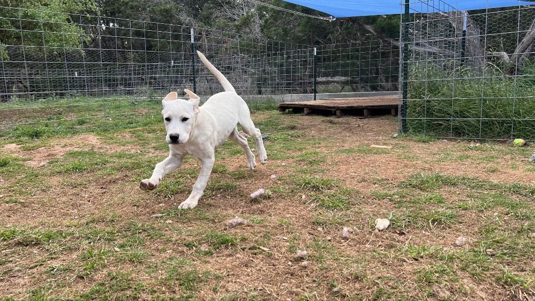 Enlarge Lady, a Adopted mixed breed in Austin, TX image 2/9