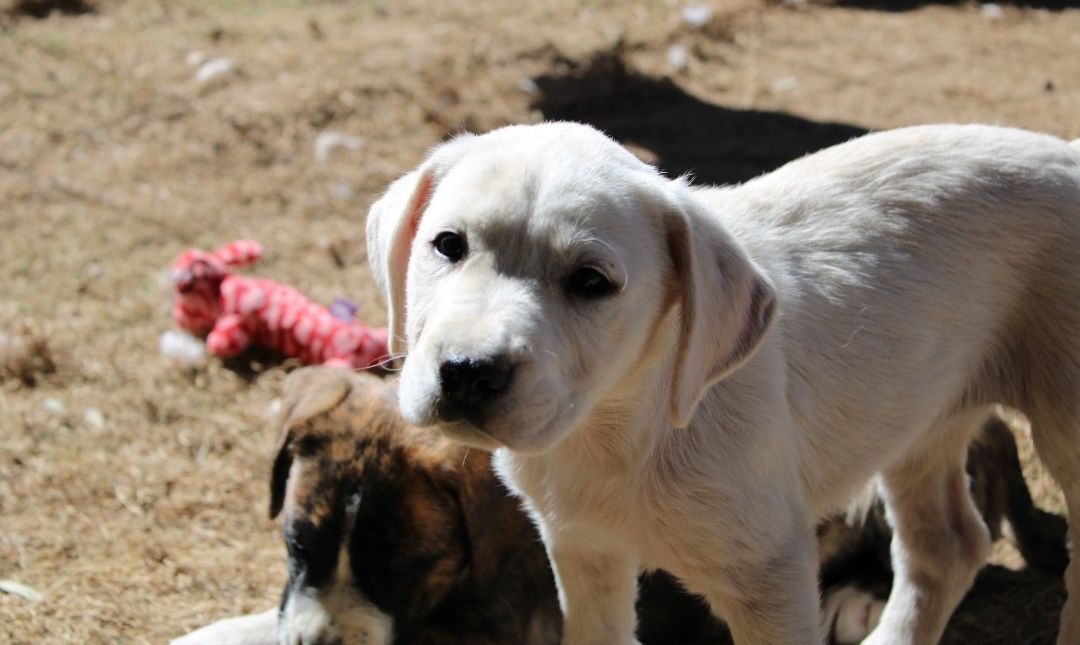 Enlarge Lady, a Adopted mixed breed in Austin, TX image 4/9