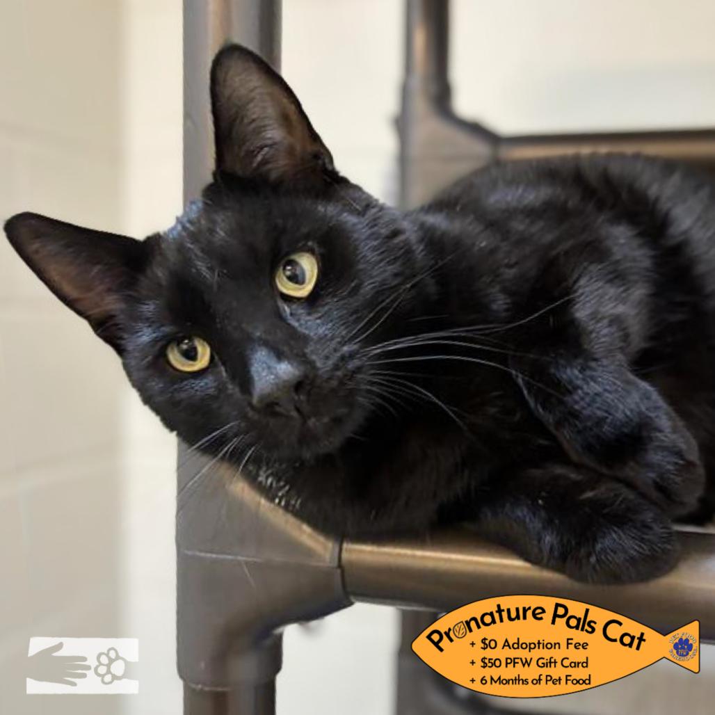 Jack Daniels -  Available from Foster, Adoptable, Adult Male Domestic Short Hair.