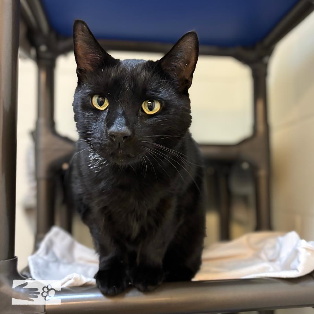 Enlarge Jack Daniels -  Available from Foster, a Adoptable Domestic Short Hair in South Burlington, VT image 2/6