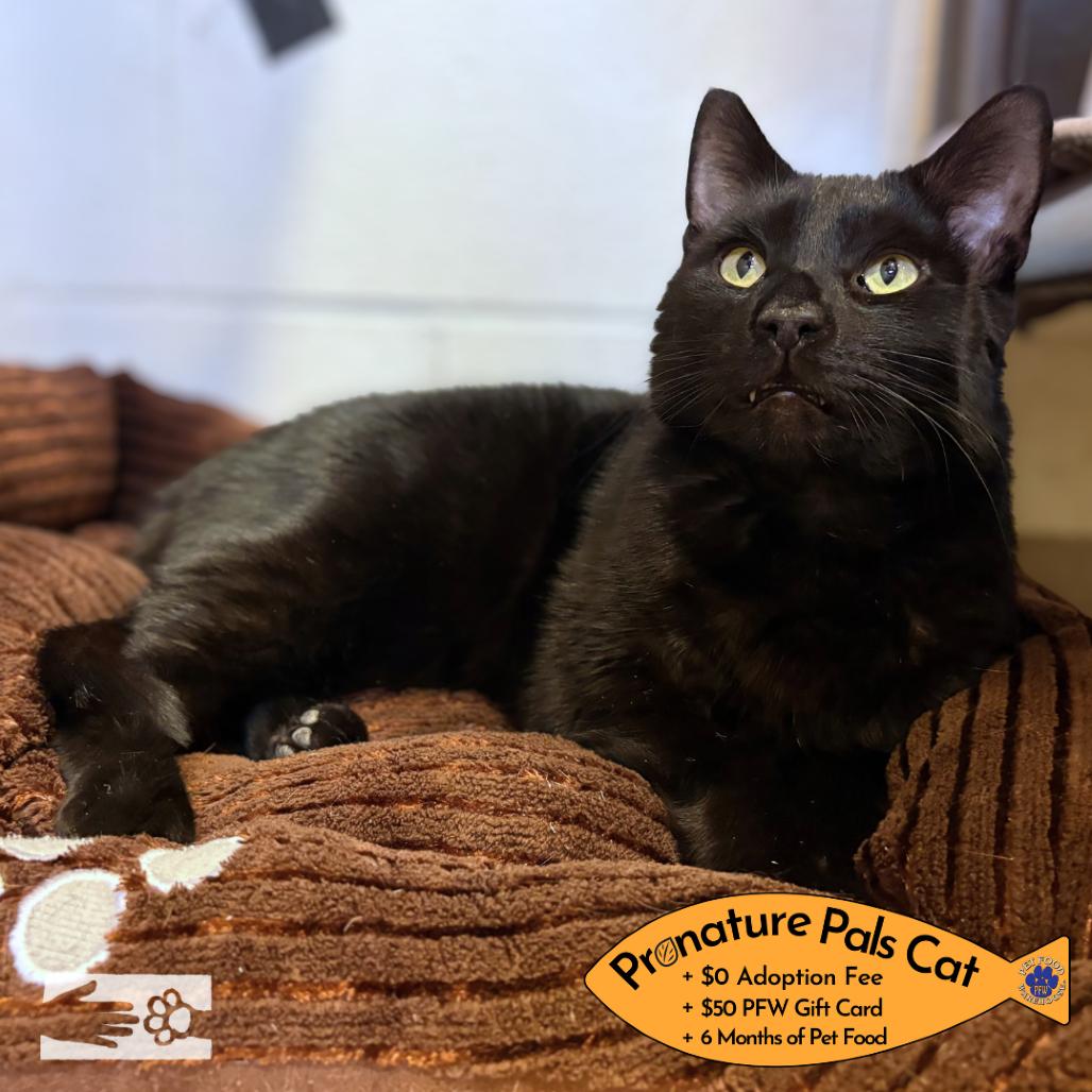 Enlarge Jack Daniels -  Available from Foster, a Adoptable Domestic Short Hair in South Burlington, VT image 4/6
