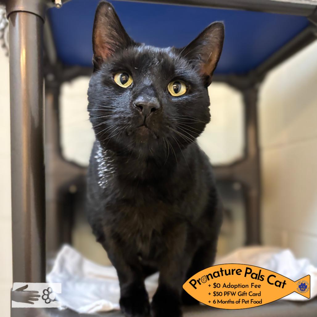 Enlarge Jack Daniels -  Available from Foster, a Adoptable Domestic Short Hair in South Burlington, VT image 6/6