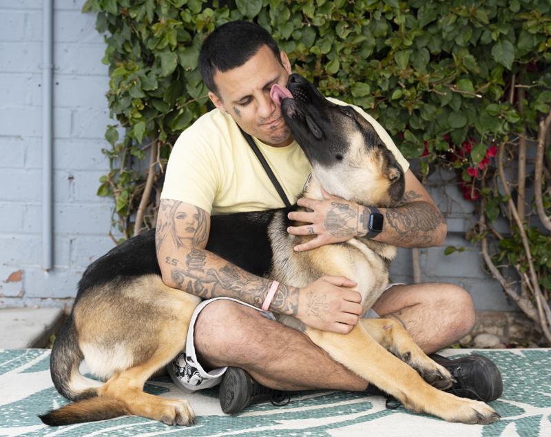 Lacey von Leisnig", a Adoptable German Shepherd Dog in Los Angeles, CA image 2/6