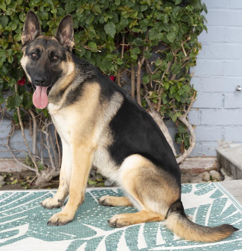Lacey von Leisnig", a Adoptable German Shepherd Dog in Los Angeles, CA image 4/6