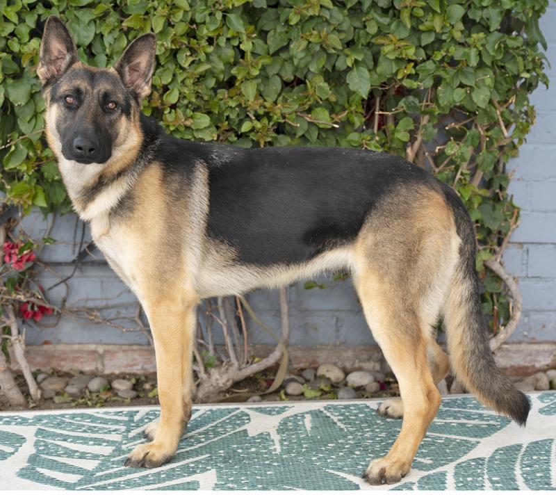 Lacey von Leisnig", a Adoptable German Shepherd Dog in Los Angeles, CA image 6/6