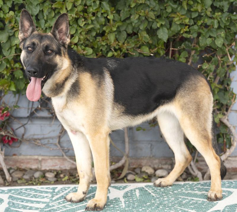 Lacey von Leisnig", a Adoptable German Shepherd Dog in Los Angeles, CA image 5/6