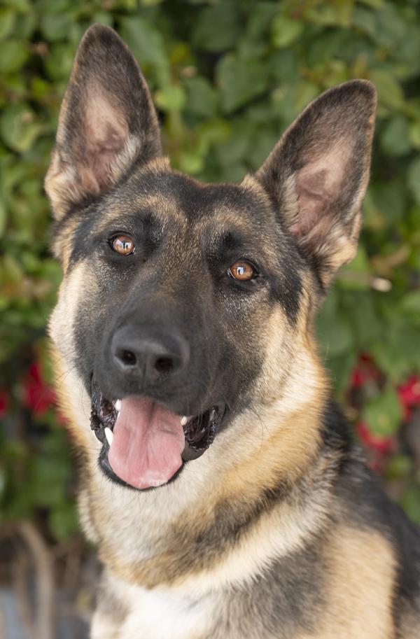 Lacey von Leisnig", a Adoptable German Shepherd Dog in Los Angeles, CA image 3/6