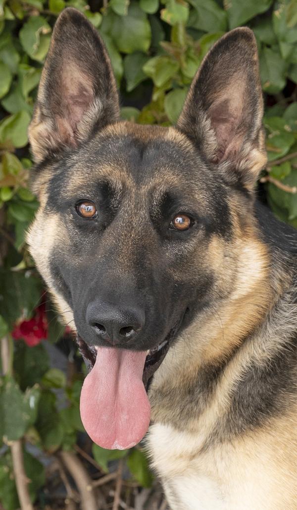 Lacey von Leisnig", a Adoptable German Shepherd Dog in Los Angeles, CA image 1/6
